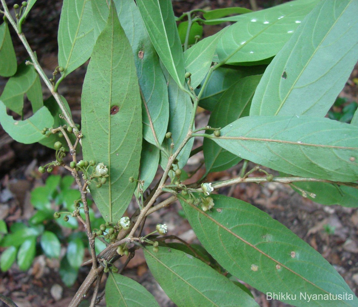 Hydnocarpus venenatus Gaertn.